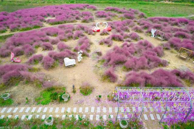 休闲地|淮北双楼花海你知道吗，和高岳现代示范区在一起，好大一片好漂亮