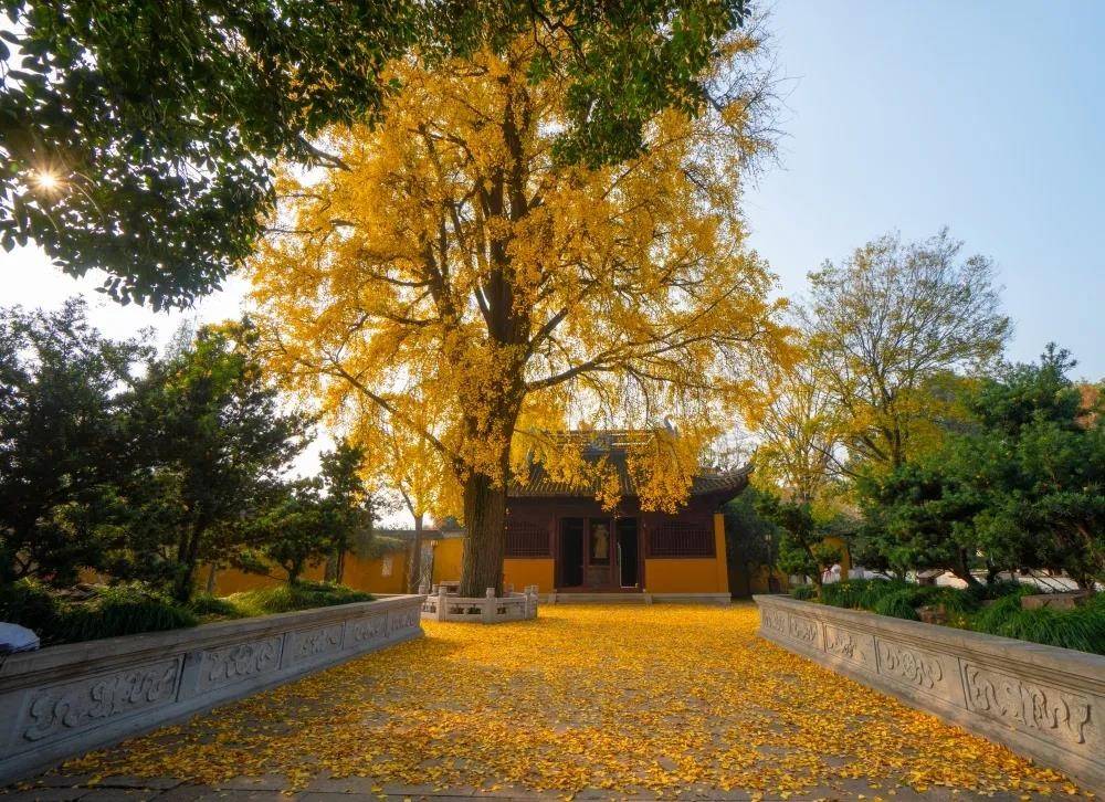 百年银杏进入最佳观赏期,苏州市植物园邀游客共赴金色浪漫约会