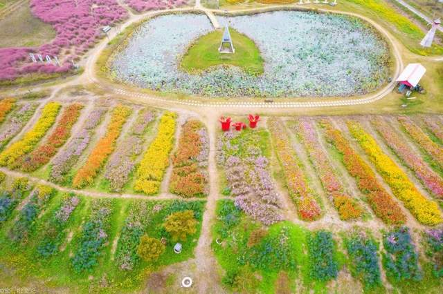 休闲地|淮北双楼花海你知道吗，和高岳现代示范区在一起，好大一片好漂亮