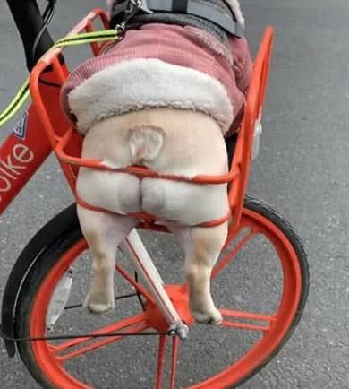 原创男子骑自行车带狗回家一路上回头率超高细看狗狗的模样笑喷