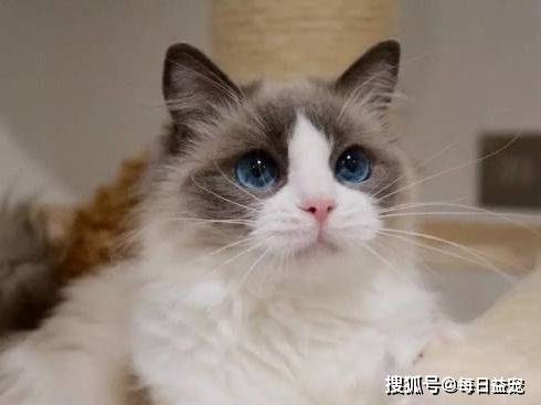 什么金渐层爱上布偶猫，还生了一窝谁也不像的崽，谁的锅？