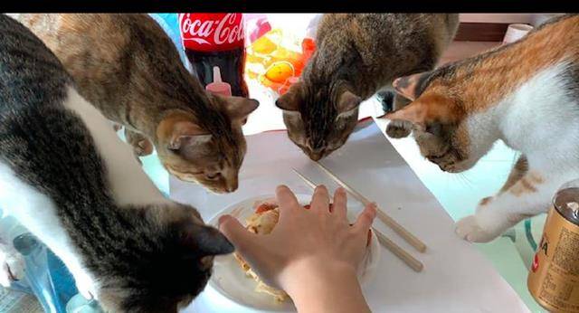 什么|主人刚把早餐端上桌，猫咪们全部都围了过来要尝尝，压力很大啊！
