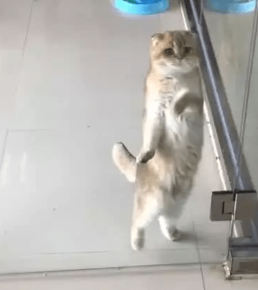 出门忘了带猫咪,打开门就看到猫咪在跳拉丁,主人瞬间笑疯了! 出门忘了带猫咪,打开门就看到猫咪在跳拉丁,主人瞬间笑疯了!