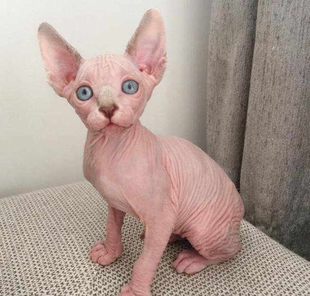 这7种猫成为流浪猫,基本上很难生存,养了就不要抛弃它! 这7种猫成为流浪猫,基本上很难生存,养了就不要抛弃它!