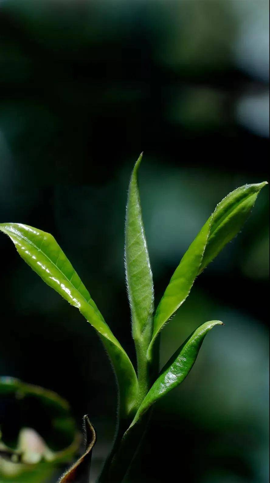 【干货分享】普洱茶采摘鲜叶与时间的标准