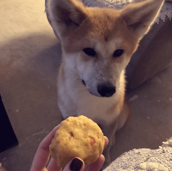 正餐|狗狗为什么挑食呢？到底爱吃什么呢？挑食的狗狗是人为炼成的！