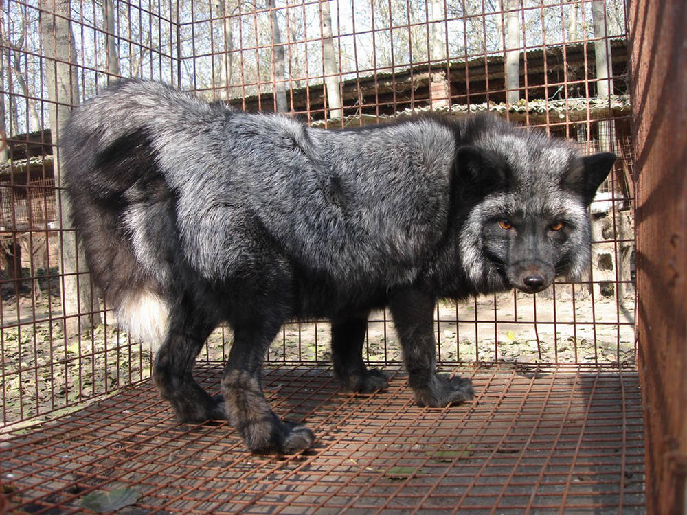 原创北京门头沟发现银黑狐胆子较大敢向人乞讨食物疑是人为放生