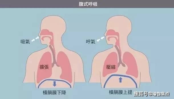 当吸气的时候,在腹腔和胸腔之间的横膈膜会向下沉,腹腔的空间就会减小