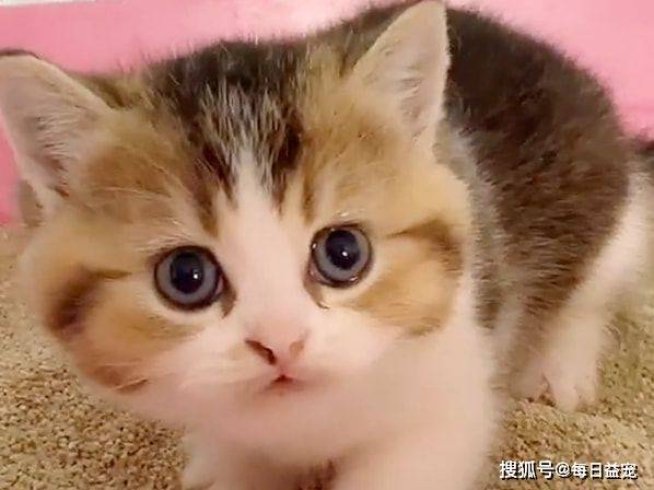什么金渐层爱上布偶猫，还生了一窝谁也不像的崽，谁的锅？