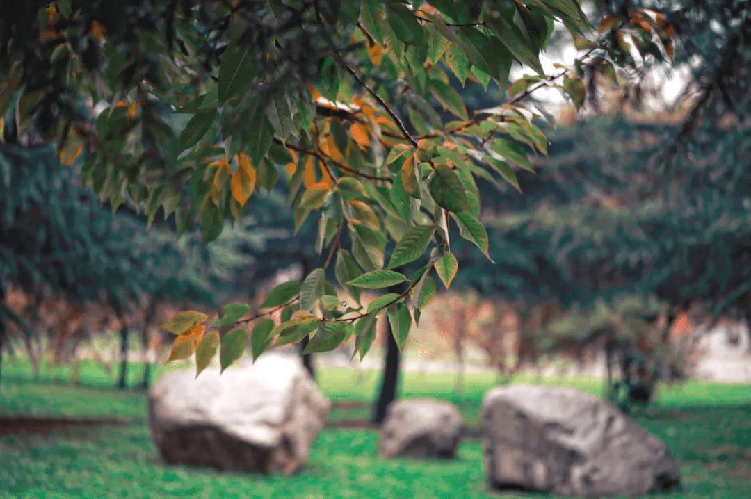 什么|德育天下，师爱满人间——学生眼中的刘虹老师