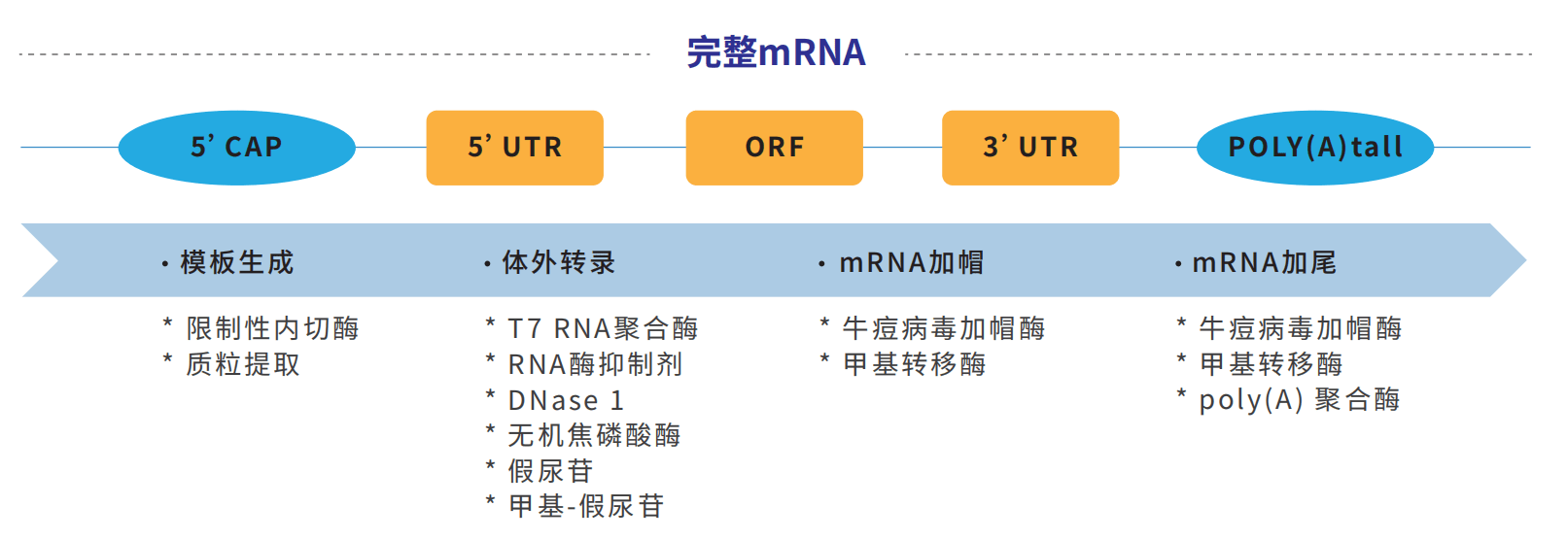 mrna疫苗:開啟疫苗的新時代_進行_生產_階段