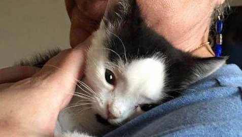 收养的猫咪生下了小奶猫，小奶猫长相十分奇怪，了解缘由后主人泪目！