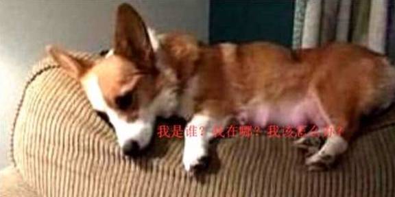 宠物柯基回家发现家里多了一窝小奶狗，随后一脸懵圈：这是谁的娃？
