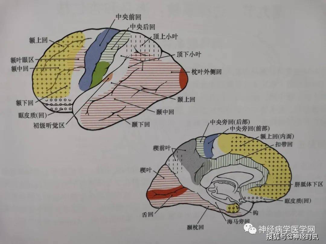 丘脑的解剖生理功能皮质投射血供特点及临床影像病损定位