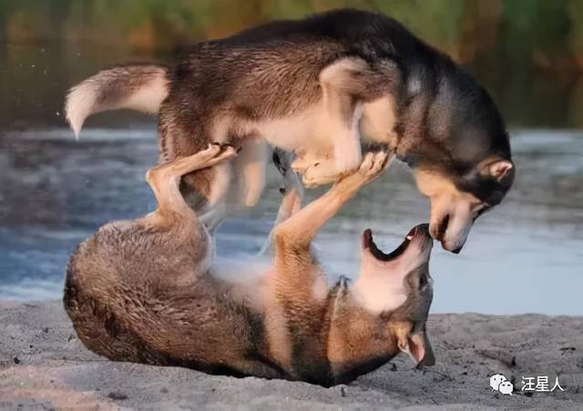 两只哈士奇打架斗狠,可当德牧加入战场后,画面不忍直视了