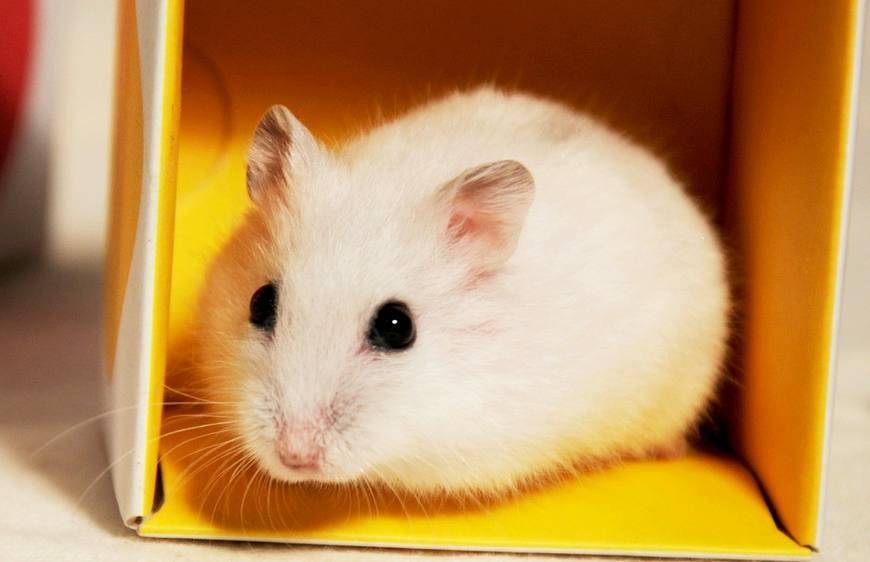 仓鼠拉稀是怎么了