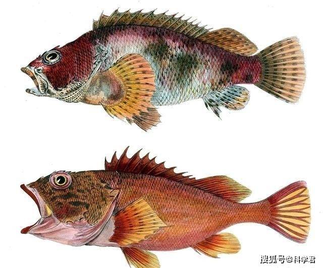 石九公味道鲜美，价格比石斑鱼还贵，有哪些方法可以捕获呢？_养殖_产量_捕捞