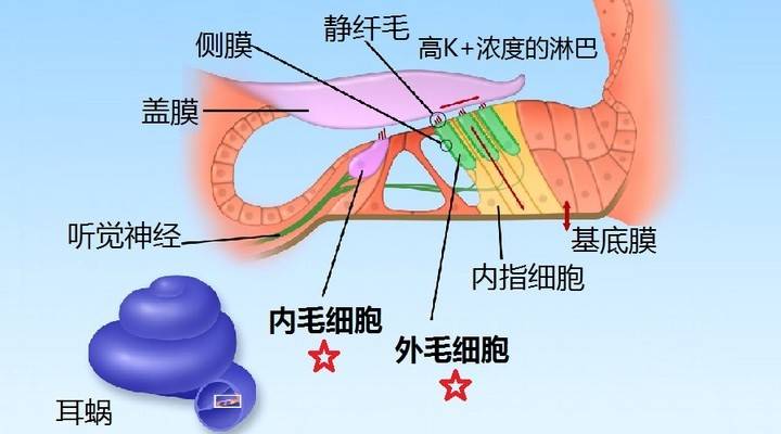 还能恢复吗?戴耳机一定要注意这些_听力_音量_耳朵