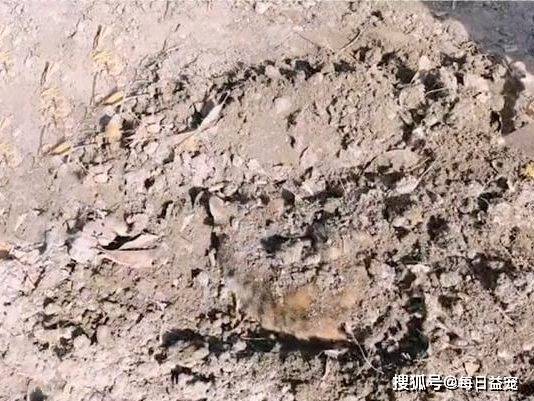 同伴猫咪同伴身亡，不舍离开哀嚎求助：好心的人们，救救它吧！