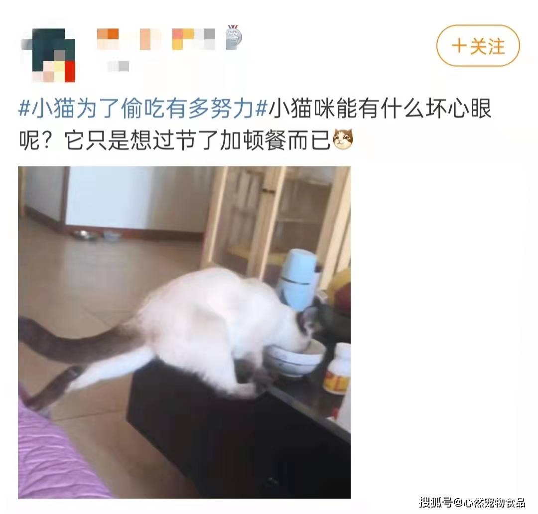 猫咪|主食包居然藏着小秘密？