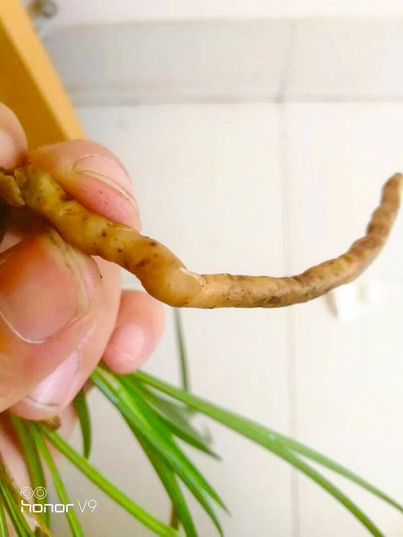 原创兰花根部出现畸形,兰友一句话,引出我对线虫的各种问题