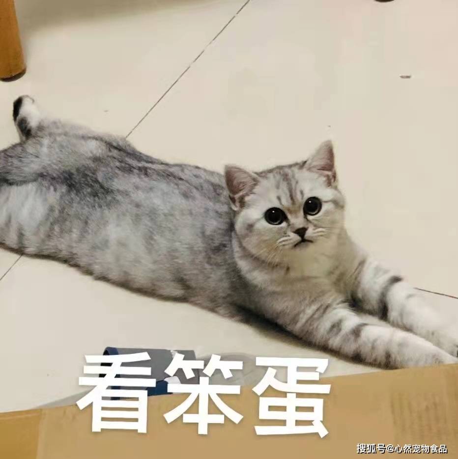 猫咪|主食包居然藏着小秘密？