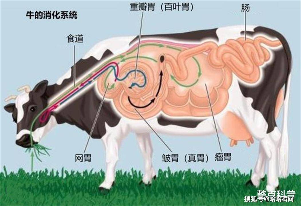 牛的四个胃的路线图图片