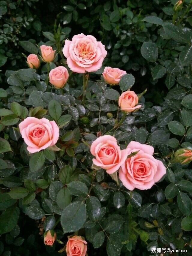 月季 玫瑰 蔷薇有何区别 切花 上图 用途