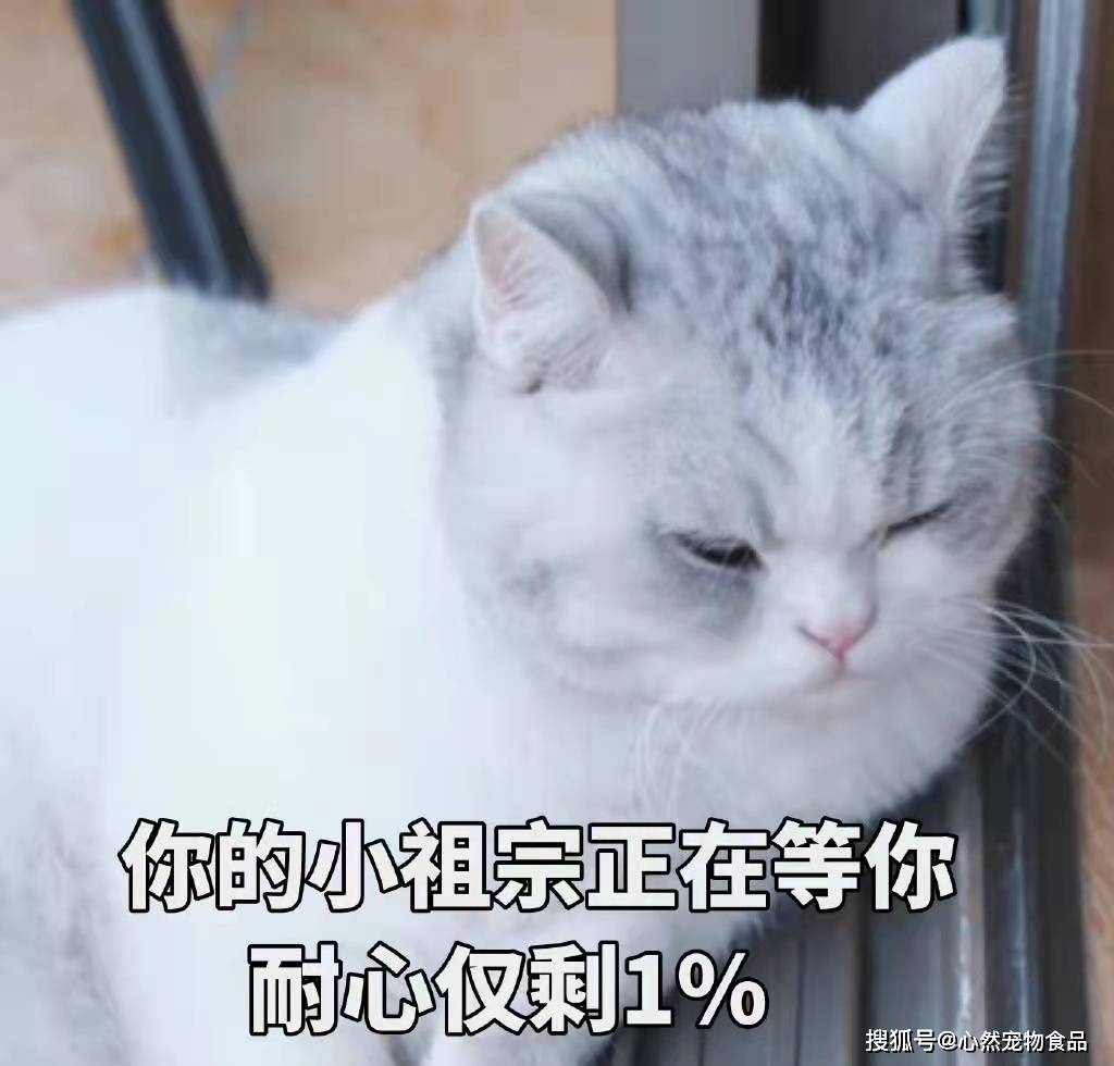 猫咪|主食包居然藏着小秘密？