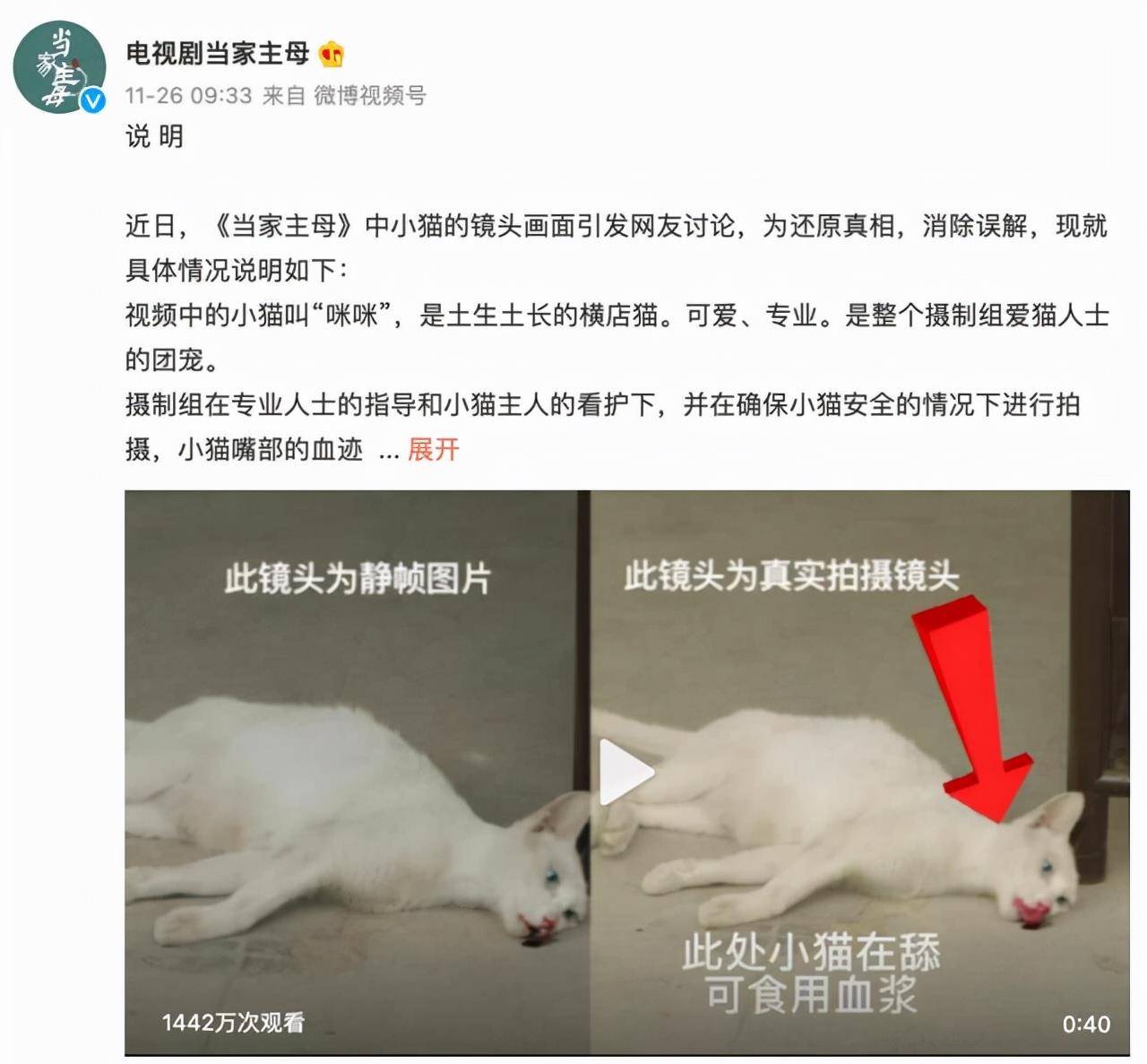 猫咪|不虐待动物就拍不好影视剧了吗？这5部戏的做法，一个比一个残忍