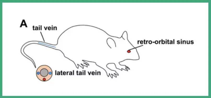 今天介绍一下尾静脉注射和新生小鼠静脉注射的操作手法:1 尾静