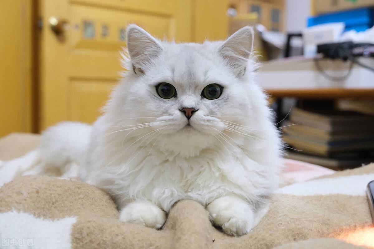 深圳托运回佛山一只金吉拉猫的案例分享!_主人_波斯_毛发