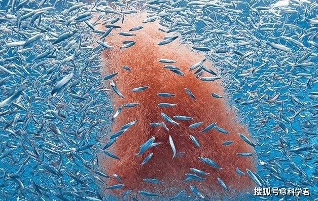 磷虾_生物_蓝鲸