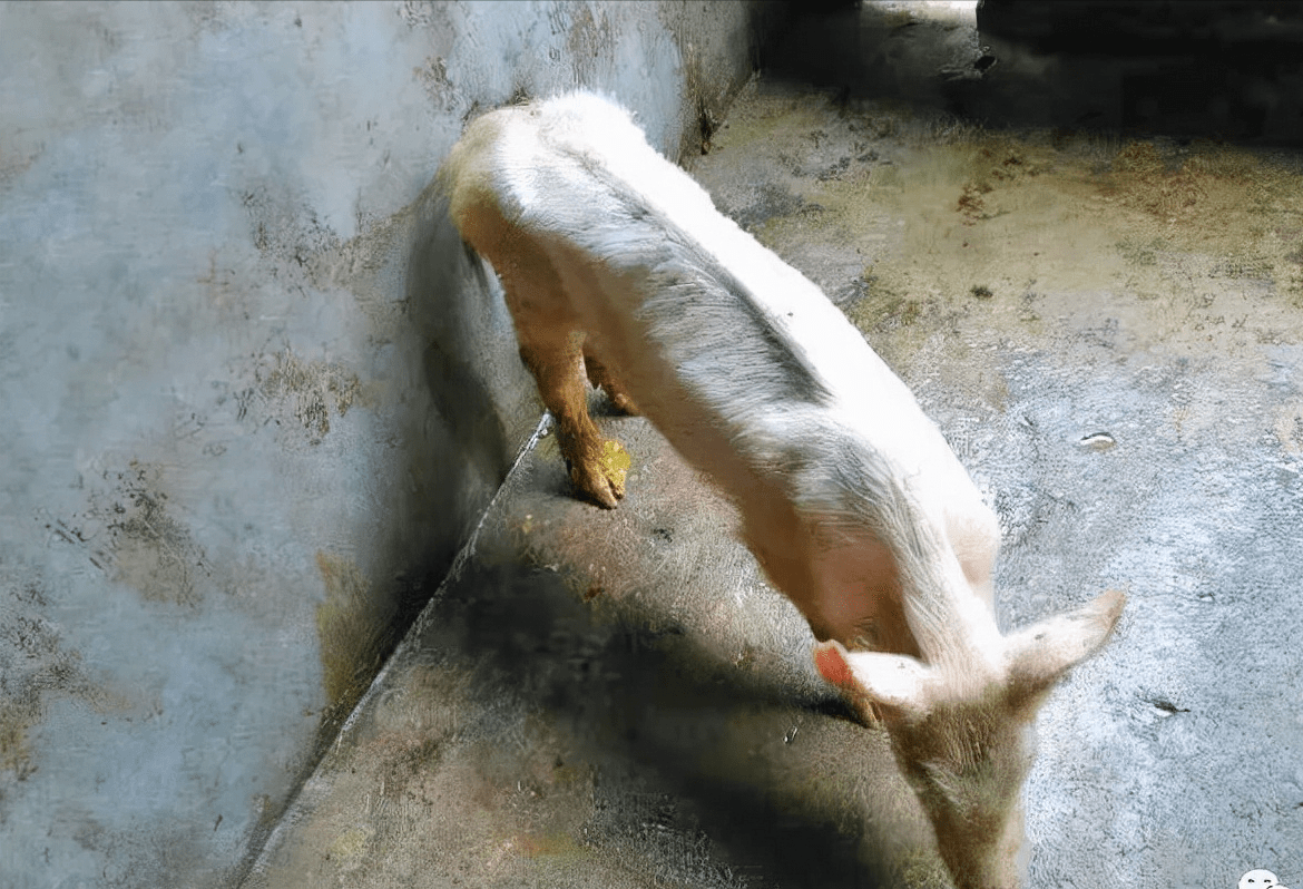 猪泄肚子吃什么