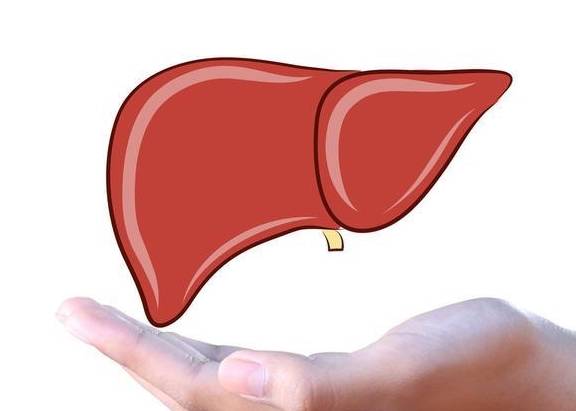 肝脏|肝好了,其他脏器才会好!护肝3宝,为你的肝脏保驾护航!