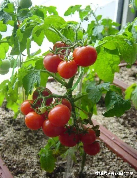 阳台种西红柿,3分钟就学会,一棵结5斤,一摘一大筐,少出门买菜_盆栽