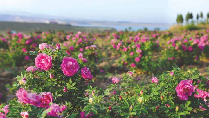 中天玫瑰冬季的枝条红了,开始剪枝扦插繁育_种植_品种_地区