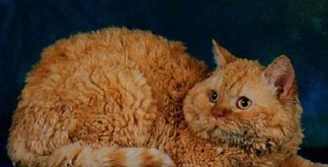 怎么看小猫是否感冒了 5b43ad5cbd8a477bba4ce2b7c7938517.jpeg