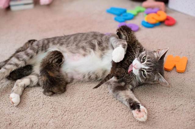 猫妈妈丧子后痛不欲生，主人为它领养小奶猫，它的反应令主人落泪