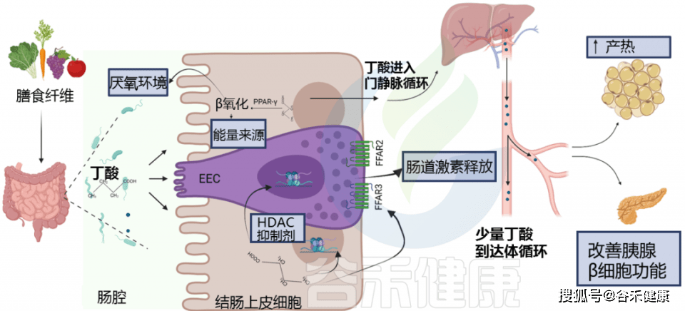 如何通过喂养菌群产生丁酸调节人体健康_肠道_细胞_脂肪酸