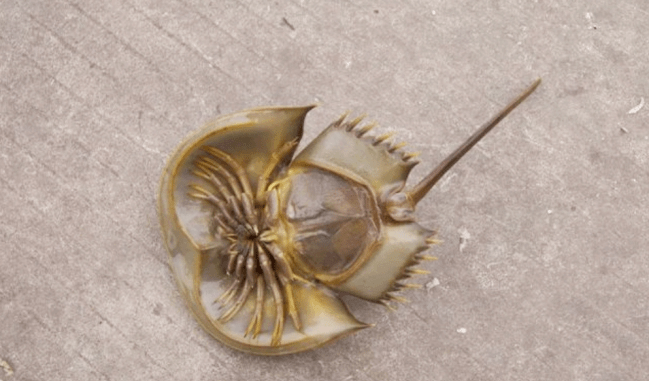 蓝色血液的鲎怎么做好吃 7dabe6d4d99b4d78897c84b6e08542d5.png