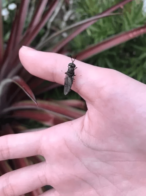 除了以上用途外,幼虫还能成为人类食物来源,因为它们体内丰富的的脂肪