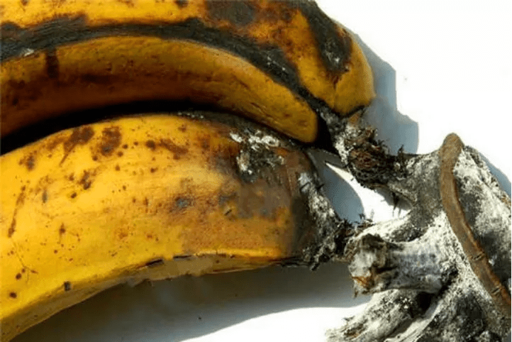 香蕉中出现了72小时内致死的螺杆菌蠕虫?这是菌还是虫?