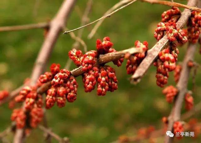 【精美散文】马桑树与龙虾花