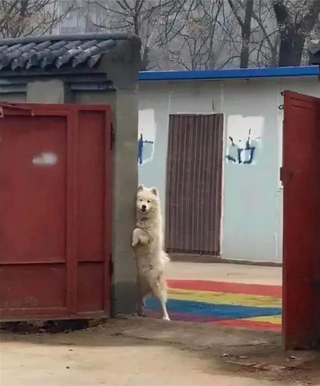 萨摩耶鬼鬼祟祟的扶墙偷窥想出去玩又不敢这模样害羞又猥琐