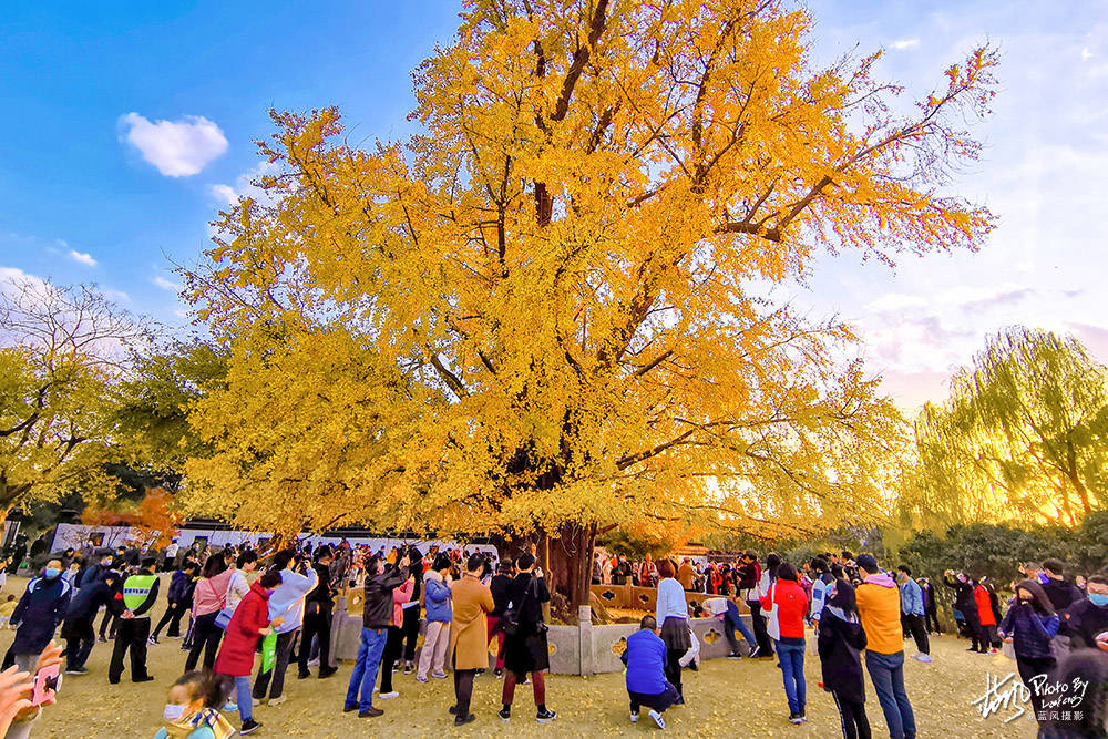 上海1200岁银杏树王，枝繁叶茂满树金黄，迎来最佳观赏期