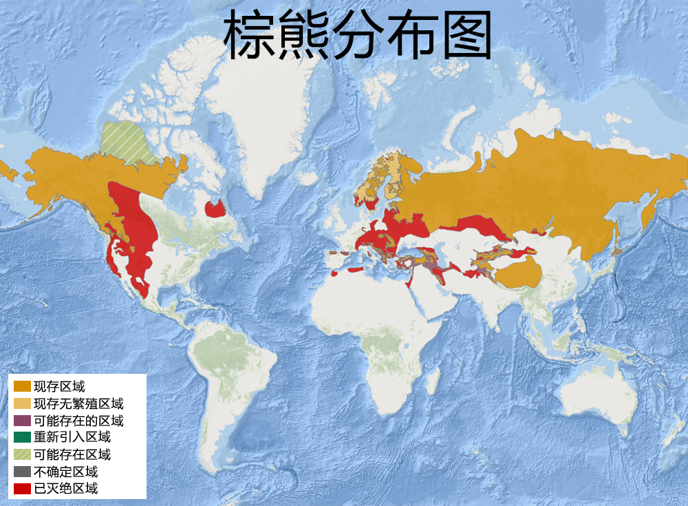 中国棕熊数量图片