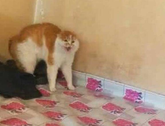 猫咪老婆生孩子，就将猫送到奶奶家寄养，两个月后来接猫时笑到扶墙走