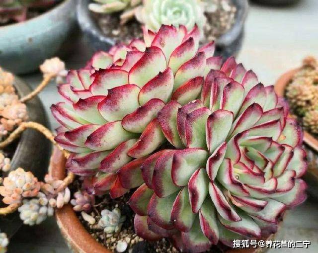 这些多肉真便宜 好养又省心 红如火 赤如霞 养成老桩一大窝 景天科 叶片 状态