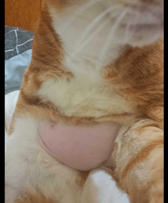 橘猫肚腩图片